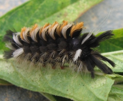 Milkweed tussock moth caterpillar - euchaetes egle