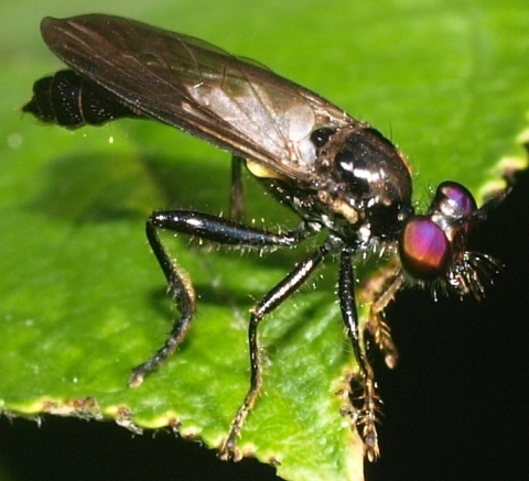 Eudioctria albius: robber fly