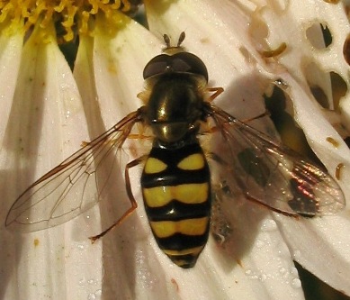wasp-striped syrphid fly