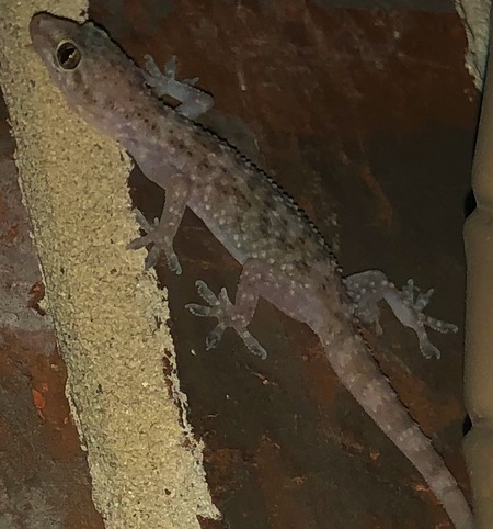 Mediterranean house gecko: hemidactylus turcicus