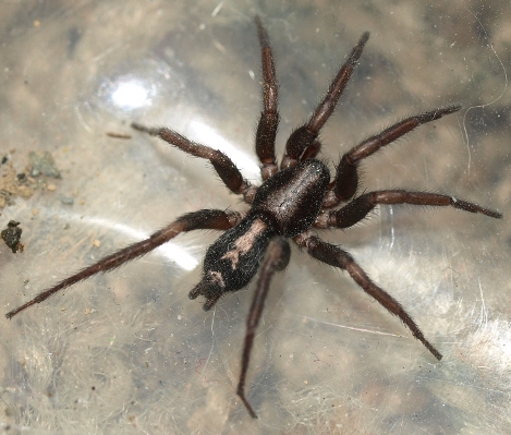 Herpyllus ecclesiasticus: Eastern parson spider