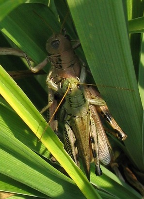 Melanoplus differentialis grasshoppers mating