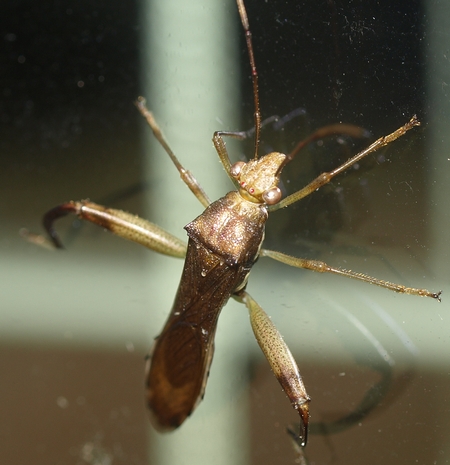 Texas bowlegged bug: Hyalymenus tarsatus
