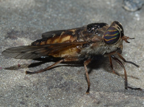 hybomitra nuda: horsefly