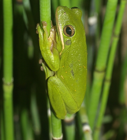 Hyla cinerea: American tree frog