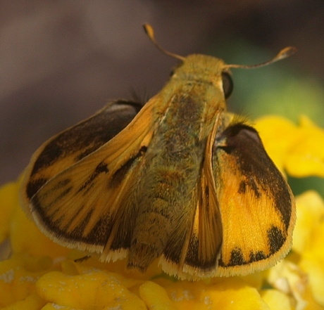 fiery skipper: Hylephila phyleus (male)