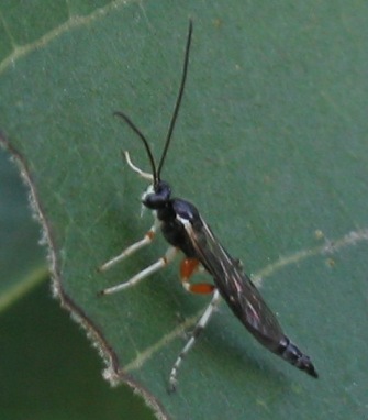 ichneumon wasp male