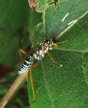 ichneumon wasp female