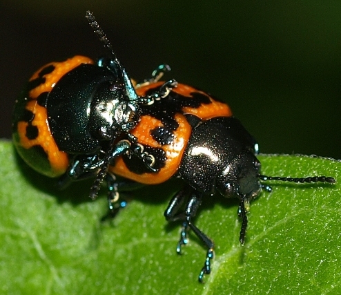 Labidomera clivicollis: swamp milkweed leaf beetle