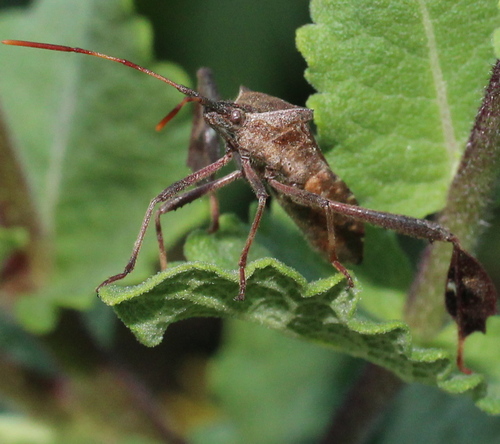 Eastern leaf-footed bug: Leptoglossus phyllopus