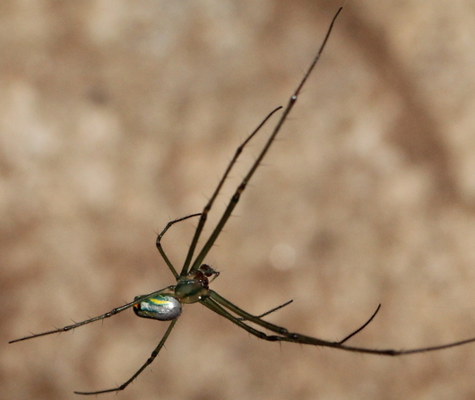 Leucauge argyrobapta: Mabel orchard orbweaver