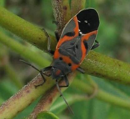 Lygaeus kalmii: small milkweed bug