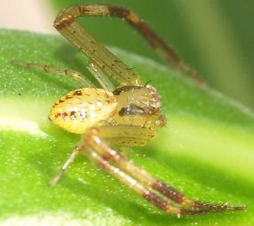 Mecaphesa celer (swift crab spider)