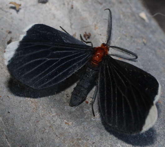 Melanchroia chephise: white-tipped black moth