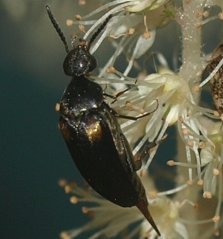 Mordellochroa: tumbling flower beetle