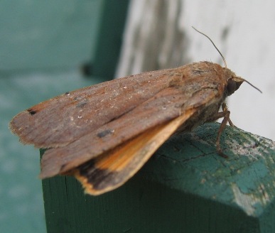Noctua pronuba yellow underwing moth