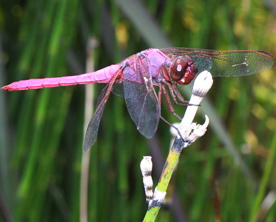 roseate skimmer: orthemis ferruginea dragonfly
