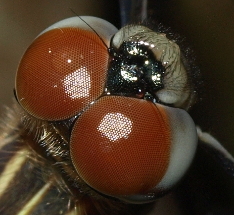 Pachydiplax longipennis: blue dasher faceted eyes
