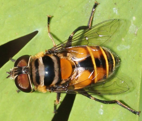 double-banded plushback syrphid fly: Palpada agrorum