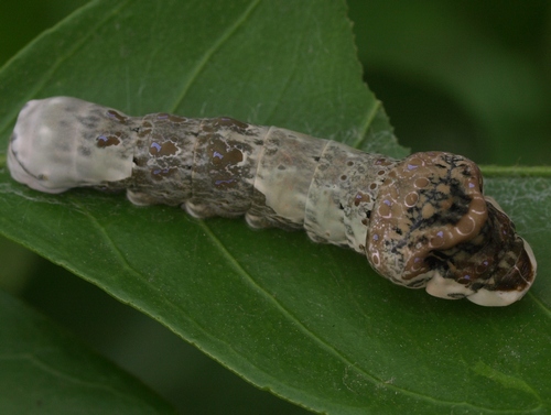 giant swallowtail caterpillar: Papilio cresphontes