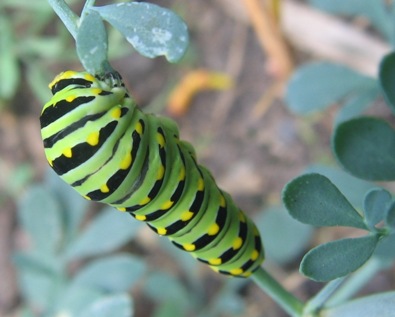 black swallowtail caterpillar - papilio polyxenes