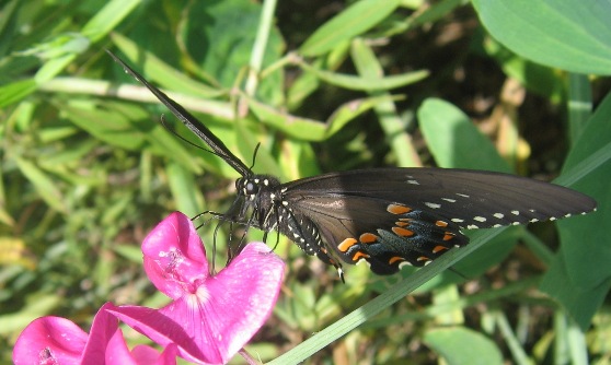 spicebush swallowtail butterfly papilio troilus