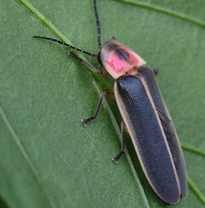 Photinus pyralis: firefly
