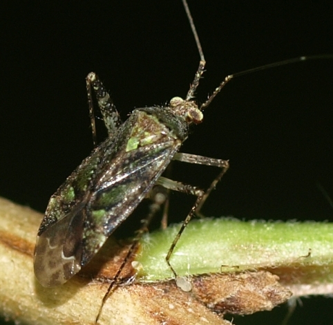 Phytocoris: plant bug