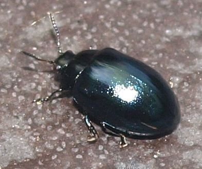 Plagiodera versicolora leaf beetle
