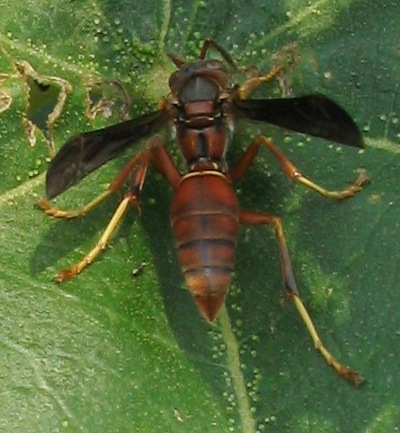 Polistes paper wasp