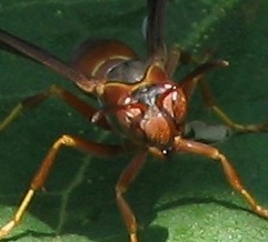 Polistes paper wasp
