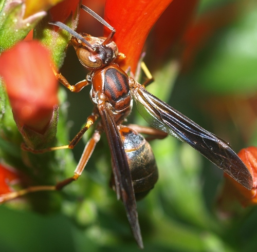 Polistes: paper wasp Texas
