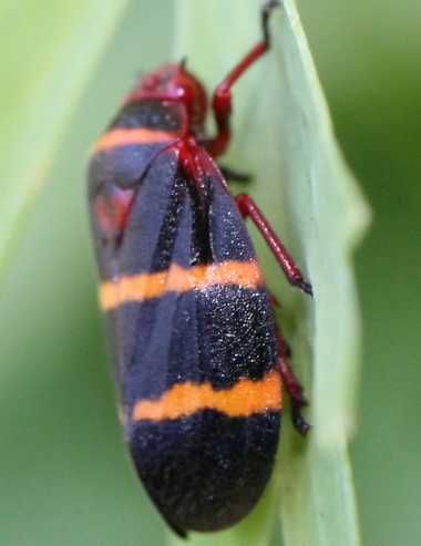 two-lined spittlebug (Prosapia bicincta)