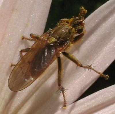dung fly