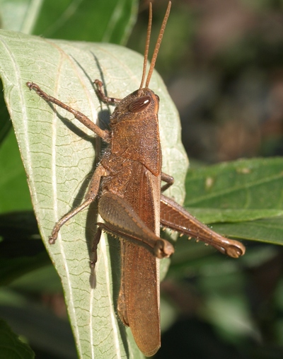 Schistocerca damnifica male grasshopper