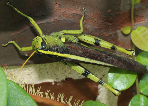 Schistocerca obscura bird grasshopper