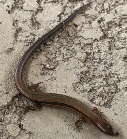 little brown skink: scincella lateralis