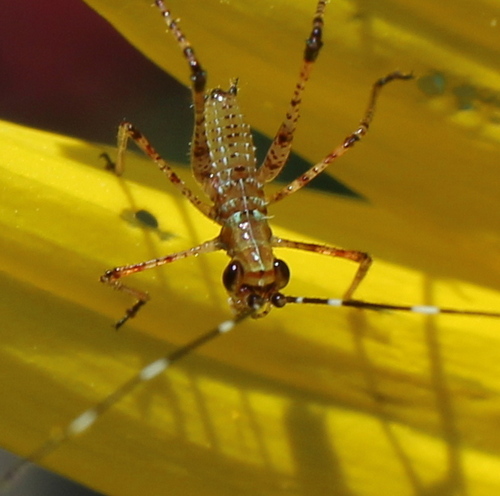 scudderia furcata katydid nymph
