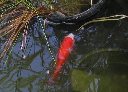 Shibunken goldfish in our pond
