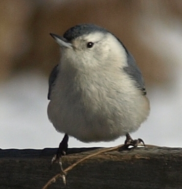 white-breasted nuthatch - sitta caroliniensis