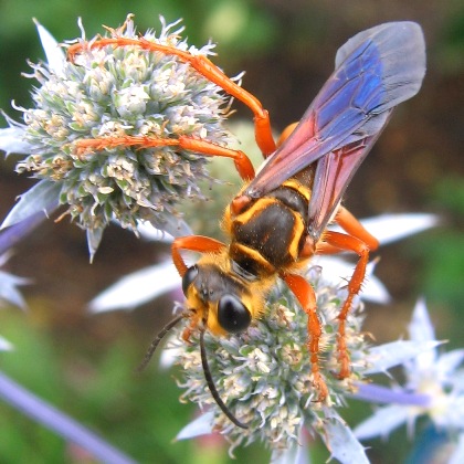 sphex ichneumoneus: great golden digger wasp