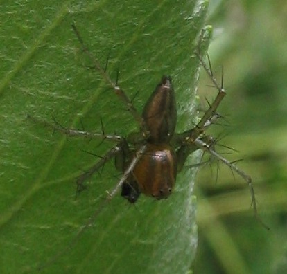 oxyopes salticus