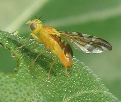 fruit fly Strauzia