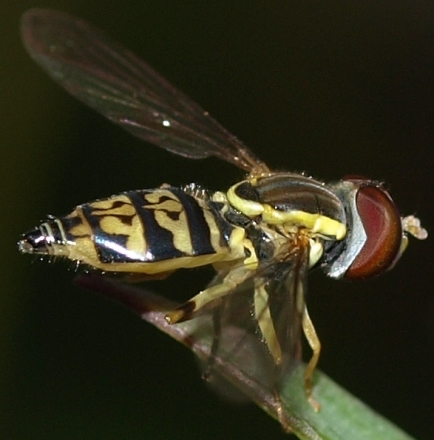 syrphid fly: toxomerus geminatus (female)