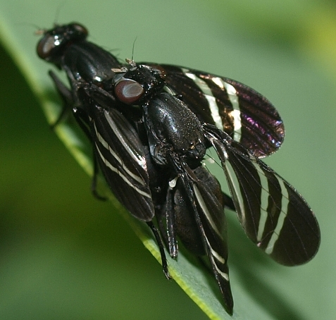 Tritoxa flexa: black onion flies mating