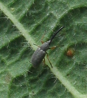 leaf weevil