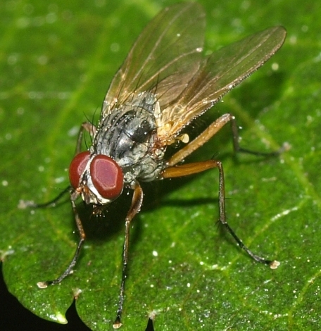 brown-winged muscid fly
