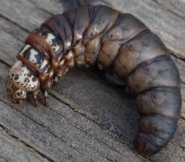 bagworm moth psychidae - exposed