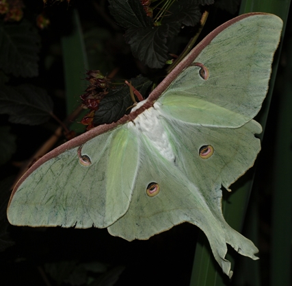 ActiasLuna: Luna moth female