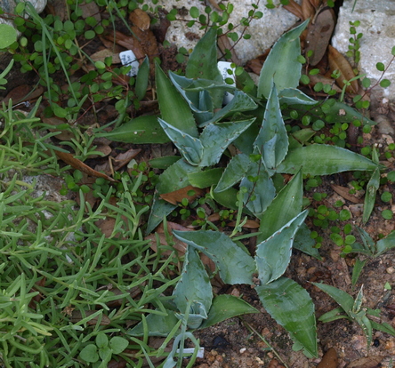 Agave ovatifolia